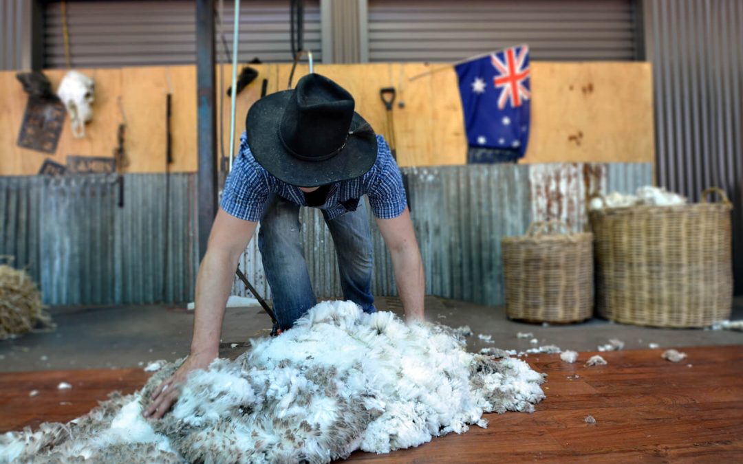 Australian Merino Wool – why the hype?